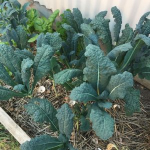 Growing Kale at Cath's Plants and Produce