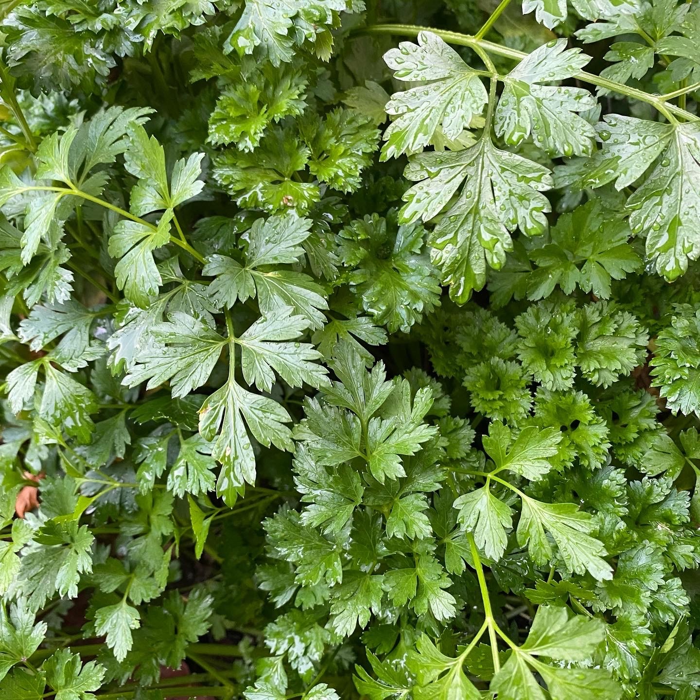 Parsley – Caths Plants and Produce